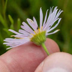 Erigeron decumbens
