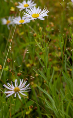 Erigeron decumbens