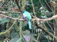 Trogon collaris