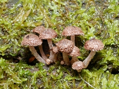 Gymnopus