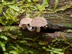 Gymnopus