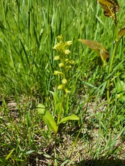 Dactylorhiza viridis