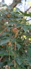 Rubus taitoensis