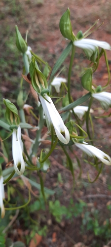 Bonatea steudneri image