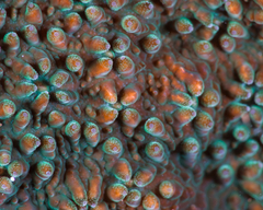 Cycloseris explanulata