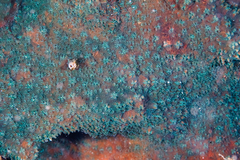 Cycloseris explanulata