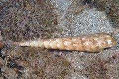 Terebra guttata