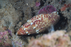 Mitra papalis