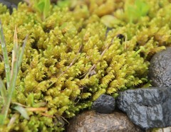 Palustriella falcata