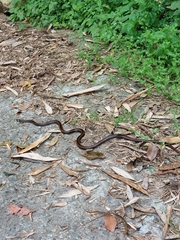 Sinomicrurus sauteri