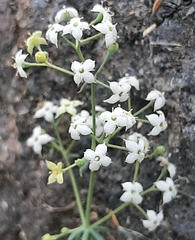 Galium caprarium