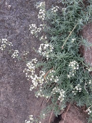 Galium caprarium