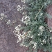 Galium caprarium - Photo (c) lorenzodotti, some rights reserved (CC BY-NC), uploaded by lorenzodotti