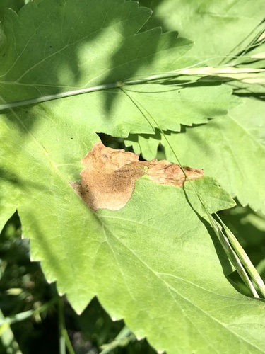 Parsnip Leaf Miner photo 5