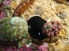 Scutus antipodes