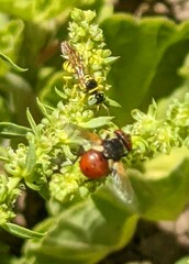 Philanthus multimaculatus