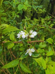 Philadelphus incanus