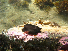 Scutus antipodes