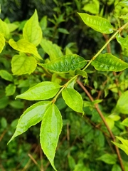 Philadelphus incanus