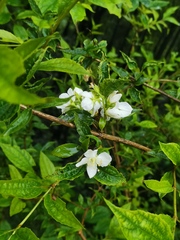Philadelphus incanus