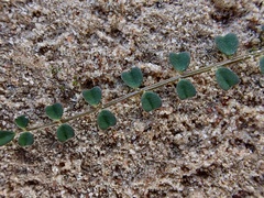 Swainsona microphylla