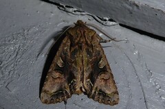 Ichneutica insignis