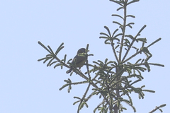 Mycerobas affinis