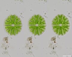 Micrasterias papillifera