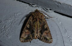Ichneutica insignis