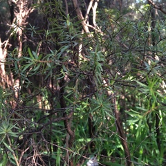 Kunzea robusta