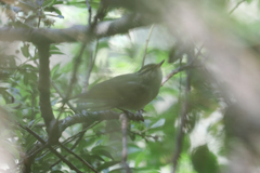 Phylloscopus magnirostris