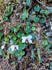 Viola adenothrix tsugitakaensis