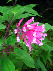Salvia involucrata