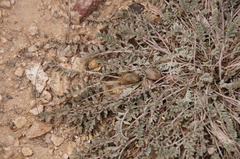 Astragalus anisus