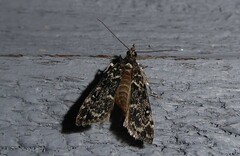 Eudonia philerga