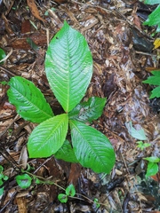 Persicaria filiformis