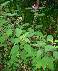 Salvia involucrata