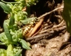 Philanthus multimaculatus