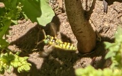 Philanthus multimaculatus