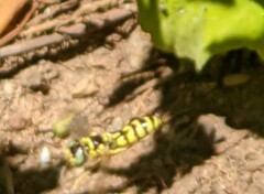 Philanthus multimaculatus