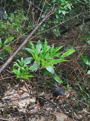 Amorphophallus kiusianus