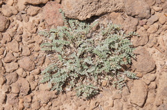 Astragalus argophyllus