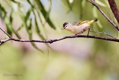 Pardalotus rubricatus