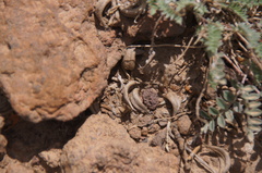 Astragalus argophyllus