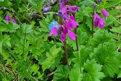 Primula matthioli altaica