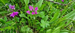 Primula matthioli altaica