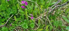Primula matthioli altaica