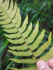 Microlepia marginata