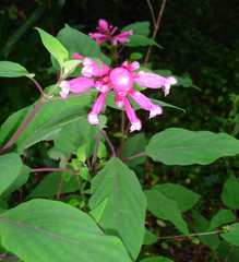 Salvia involucrata
