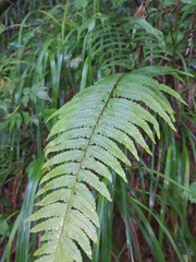 Microlepia marginata